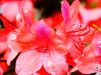 Цветение красивой азалии в уезде Суйчуань провинции Цзянси