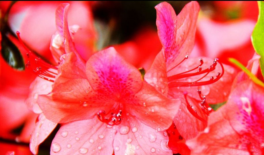 Цветение красивой азалии в уезде Суйчуань провинции Цзянси_1