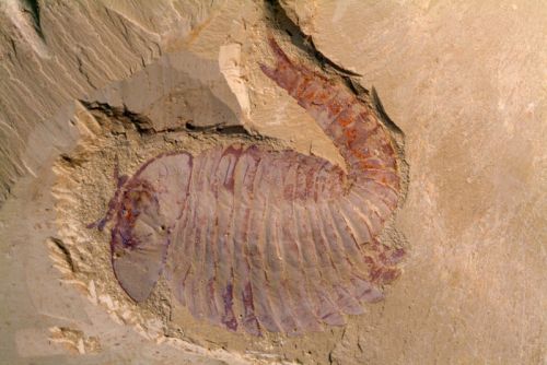 全球最古老精子藏身于化石 与岁月见证地球历
