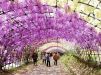 Тоннель глициний в японском саду цветов Кавати Фудзи