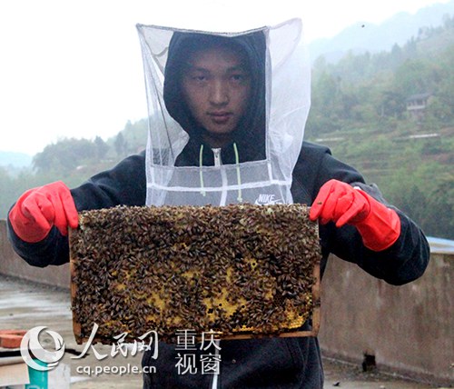 重庆开县大学生村官建养蜂实验基地圆创业梦想