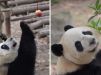 Подаренные Центральным правительством Китая панды отправились в Аомэнь