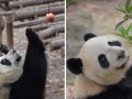 Подаренные Центральным правительством Китая панды отправились в Аомэнь