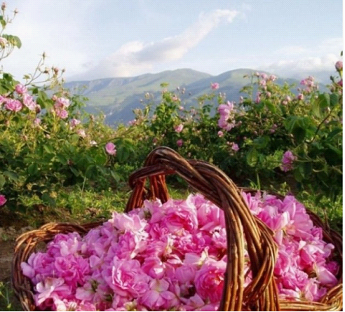 Bulgarian Rose保加利亚玫瑰精油 古法炼就满