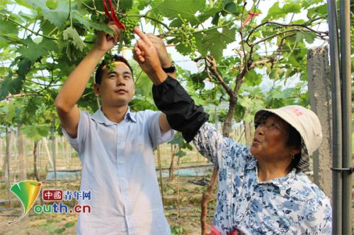 大学生村官蔡龙龙帮助葡农管理大棚葡萄