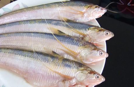 长江刀鱼价格疯涨:500元一斤飚至3500元 污染