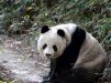 Большие панды с северо-запада Китая 