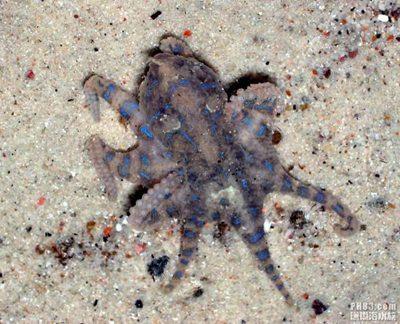 剧毒蓝环章鱼当宠物卖 售价几百到上千 咬伤后