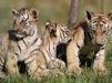 В Северо-Восточном Китае маньчжурская тигрица за три года произвела на свет 13 д