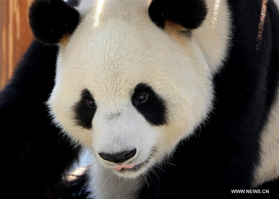 Панда отдыхает в Экологическом парке гигантских панд в Хуаншане _1