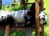 Панда отдыхает в Экологическом парке гигантских панд в Хуаншане 