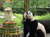 Рожденная в США панда Бао Бао отметила свой четвертый день рождения